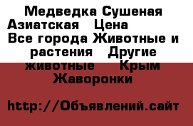 Медведка Сушеная Азиатская › Цена ­ 1 400 - Все города Животные и растения » Другие животные   . Крым,Жаворонки